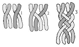 4 strand diagram